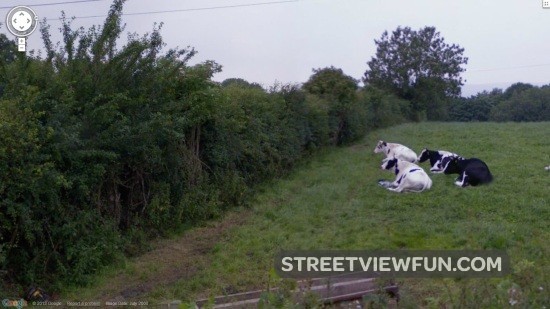 cowswatchingthegreen5