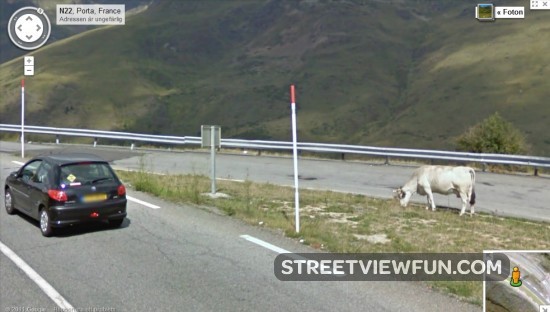 anyone lost a cow part 2