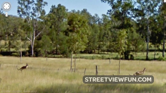 kangarooshoppingalong