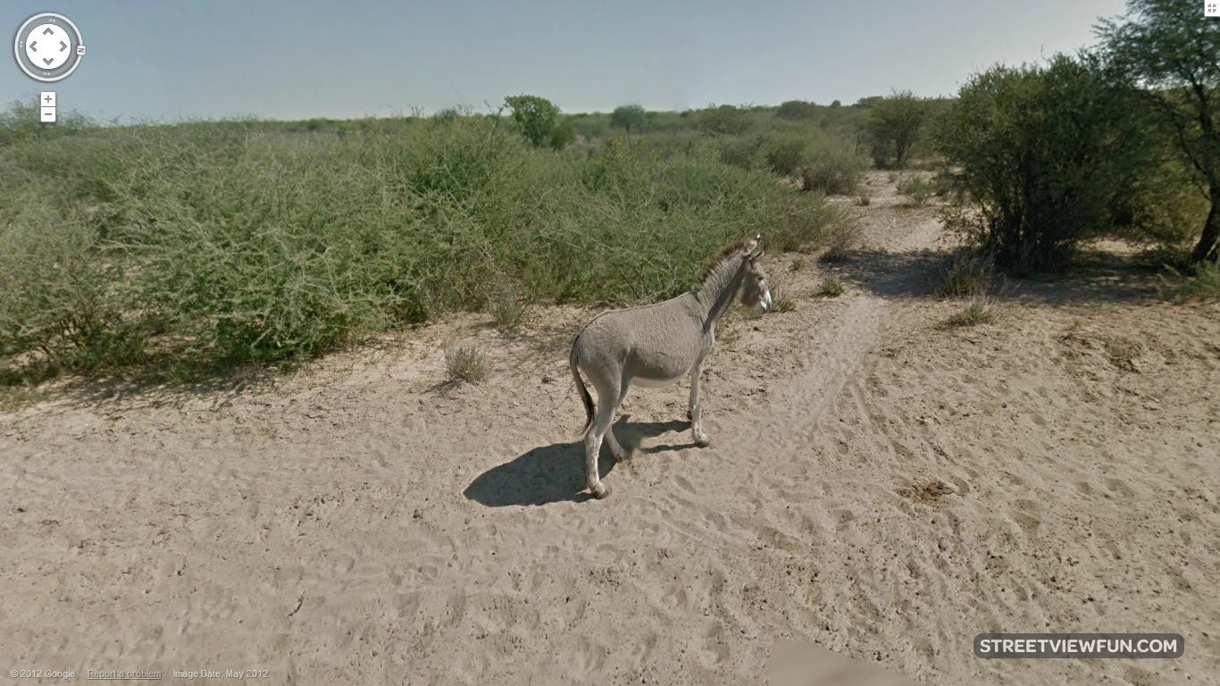 Google Maps StreetView car hit a donkey in Botswana? StreetViewFun