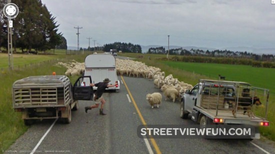 16 funniest animals on Google Street View - StreetViewFun