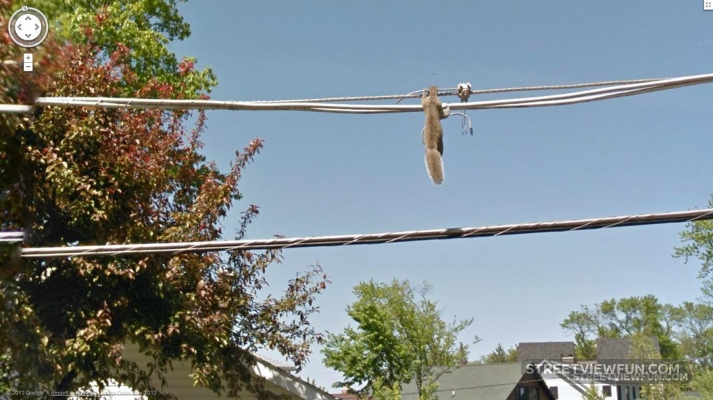 Squirrel hanging from power lines StreetViewFun