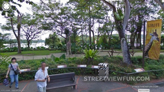 singapore-zoo-google-street-view