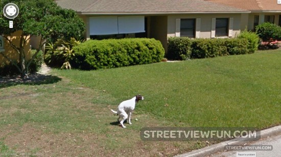 the-dog-doesnt-live-there