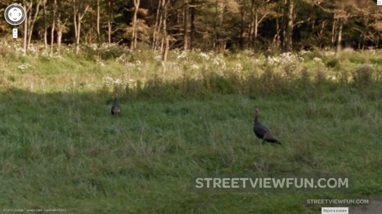wild-turkeys-at-the-roadside