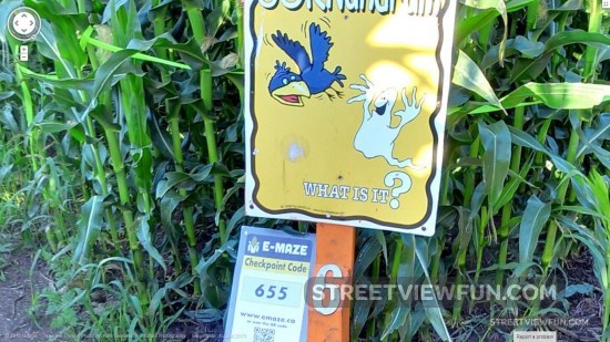 corn-maze-google-street-view-challenge-what