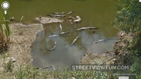 aligator-townhall-meeting