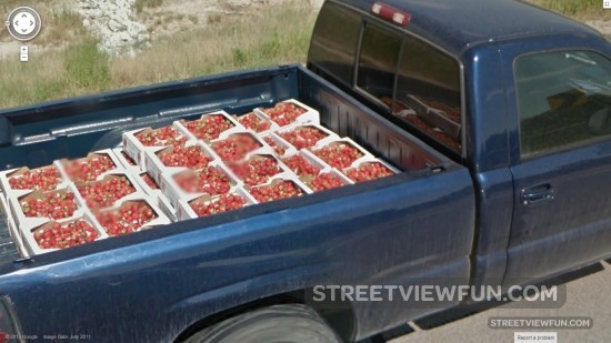 pickup-strawberries