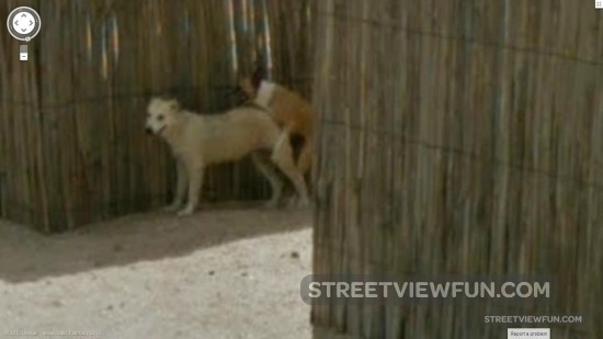 s-on-the-beach-google-street-view-dogs