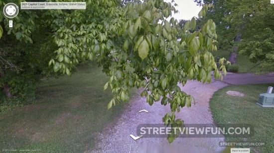 tree-branch-google-street-view
