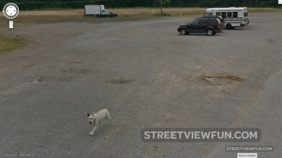 dog-chasing-away-google-street-view