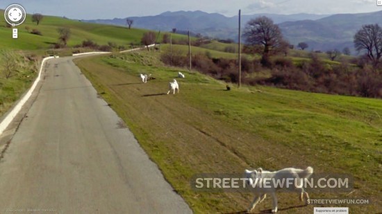 dogs-chasing-google-street-view