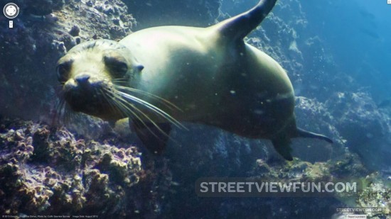 sea-lion-street-view