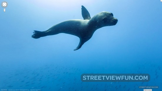 sea-lion-street-view1