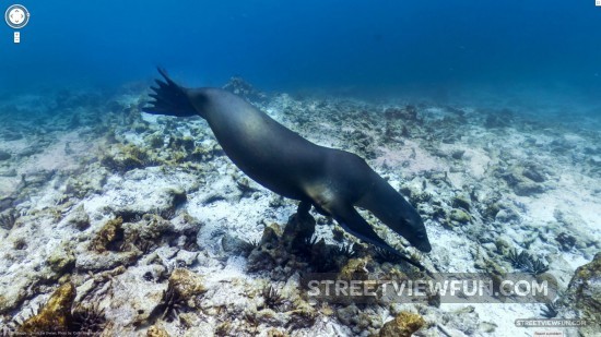 sea-lion-street-view5