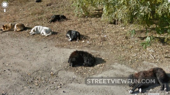 dogs-rest-ukraine2