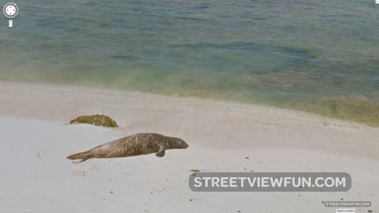 lisianski-island-hawaii