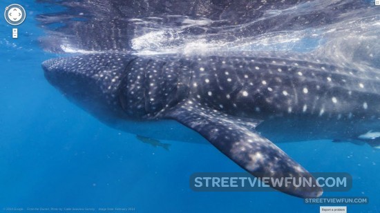 whale-shark-google-street-view