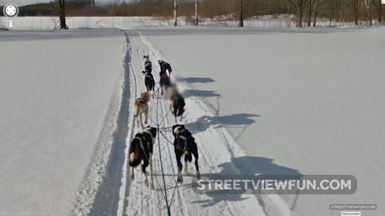 dog-sledding-japan