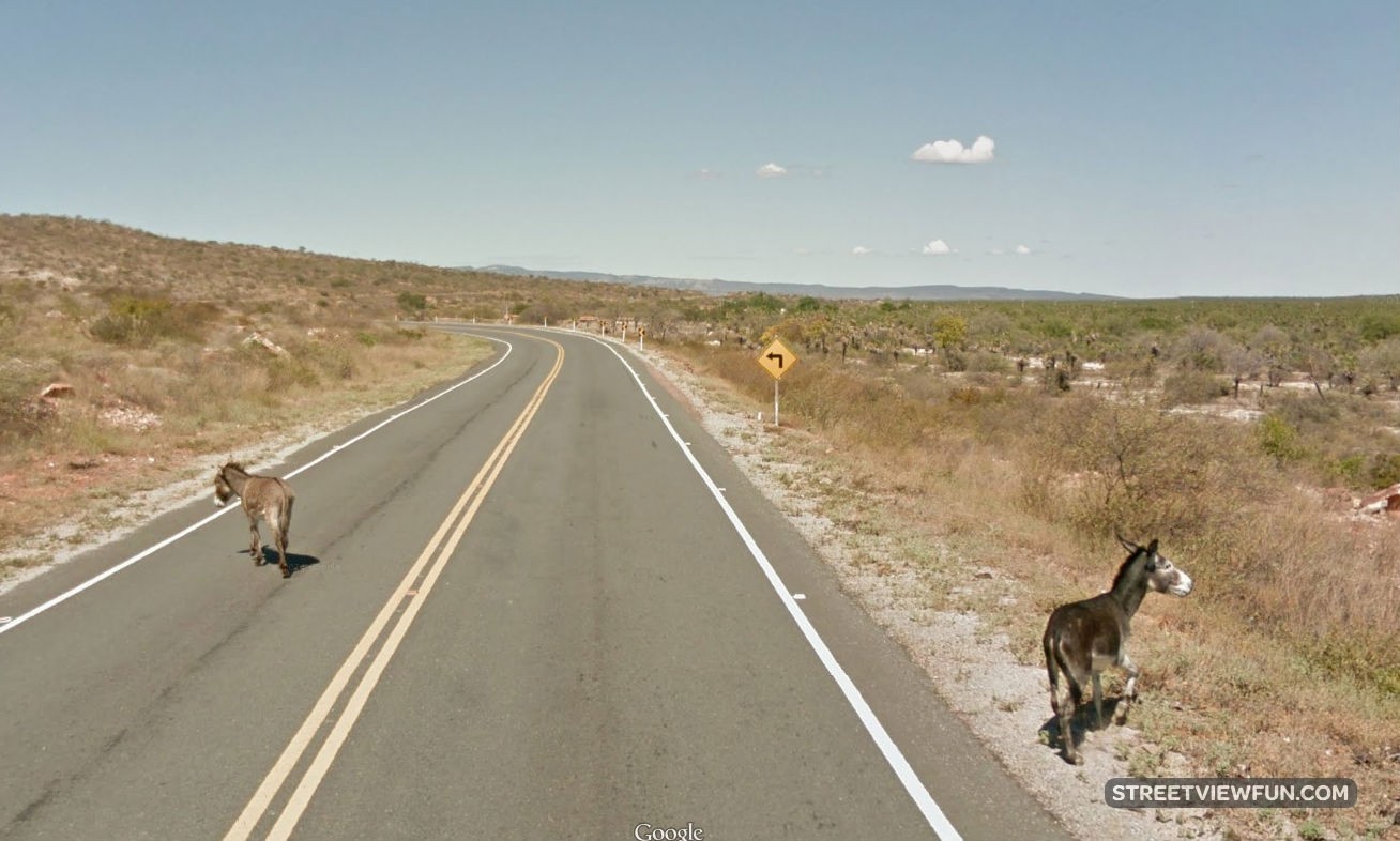 Donkeys on the run StreetViewFun