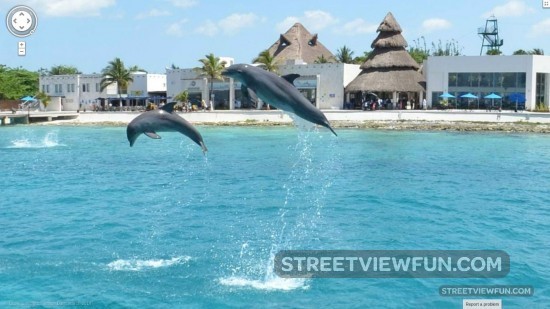 dolphins-in-flight