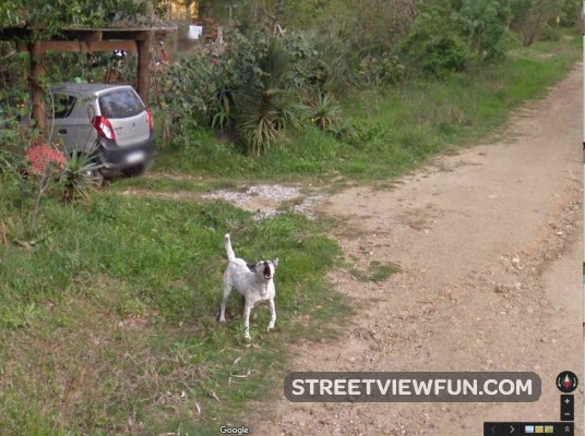 uruguay-dog-street-view