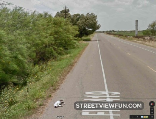 cat-google-street-view-car
