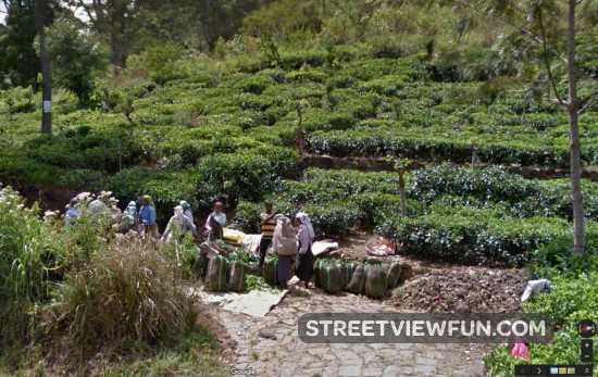 tea-sri-lanka-google-street-view