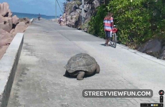 turtle-crossing