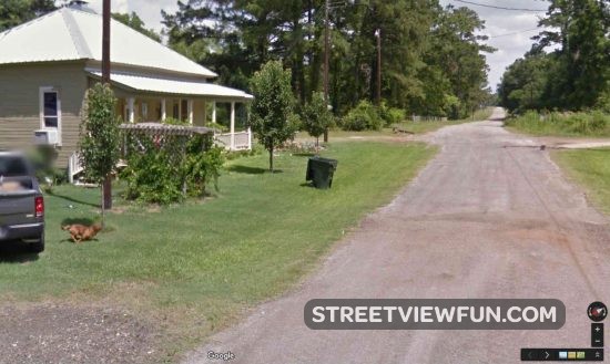 dog-chasing-google01