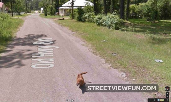 dog-chasing-google1