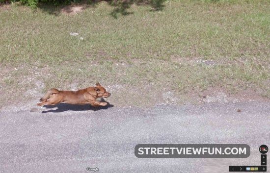 dog-chasing-google3
