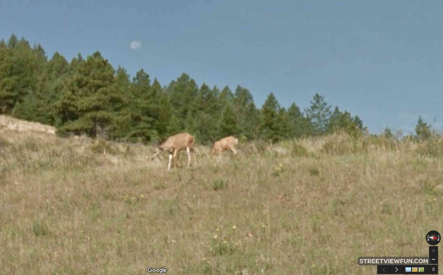 Deer and the moon StreetViewFun