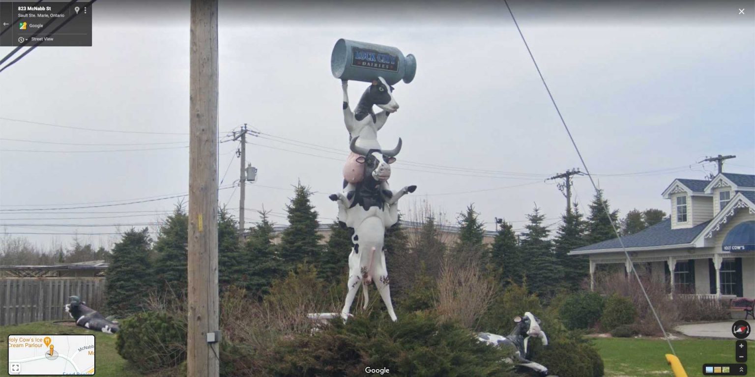 Canadian Cows StreetViewFun
