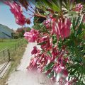 flowers stop google street view