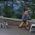 dog too many legs