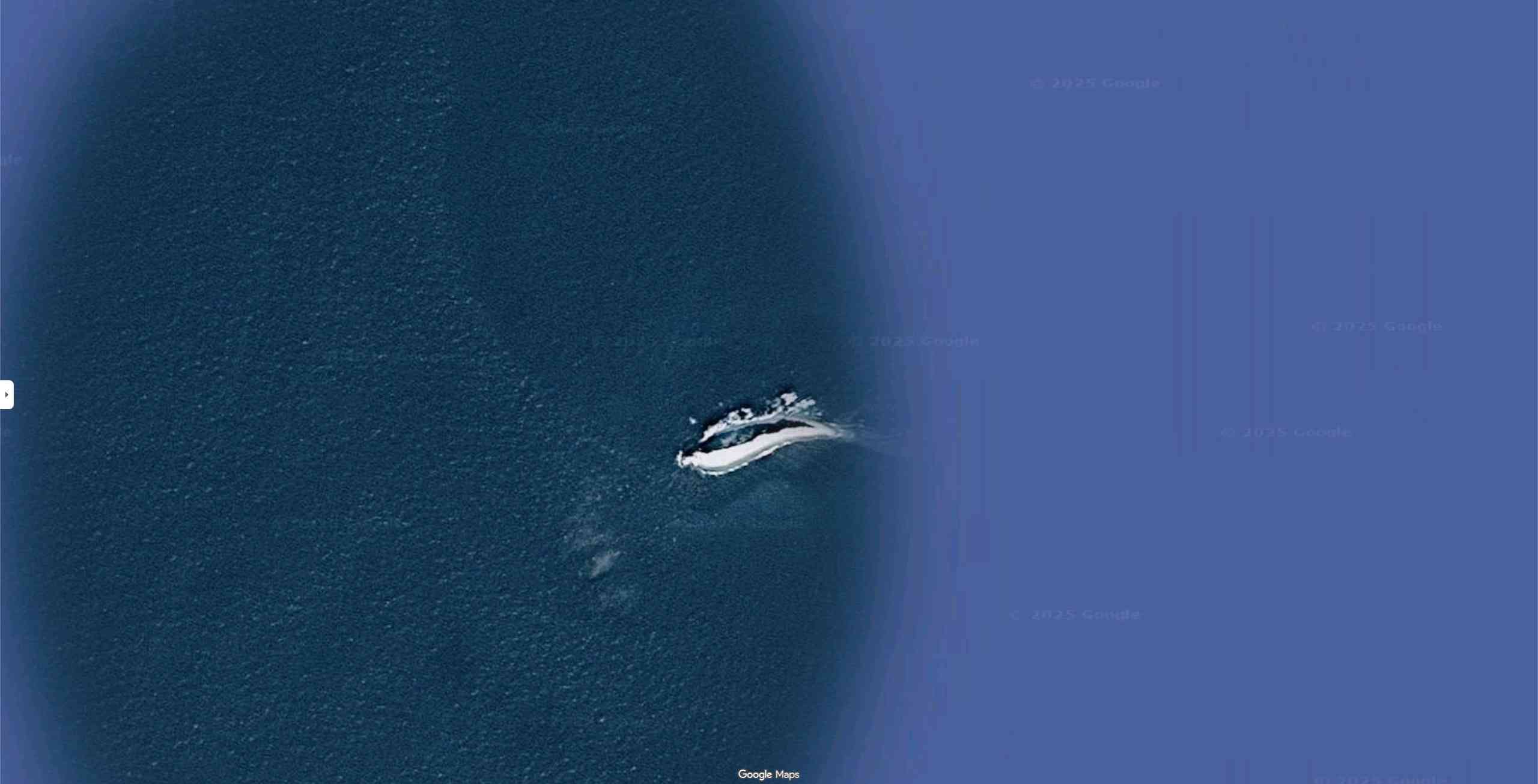 whale google maps
