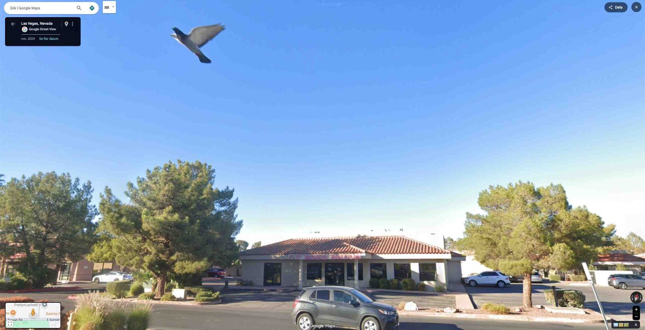 bird watching pigeon