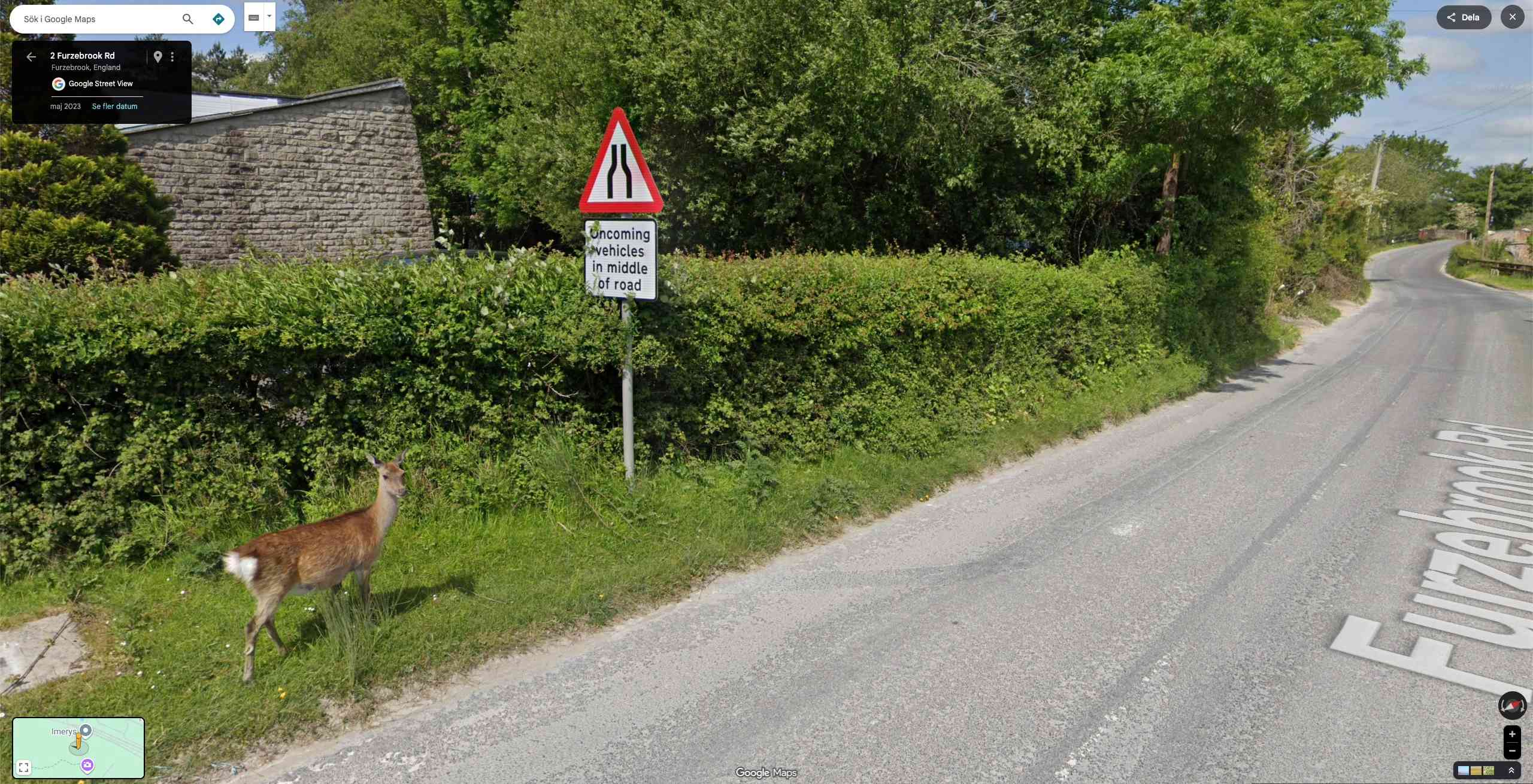 deer loose