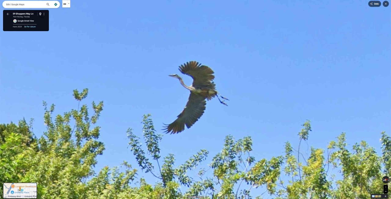 birdwatching google street view