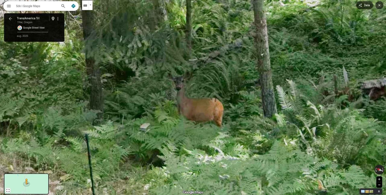 deer on google maps street view