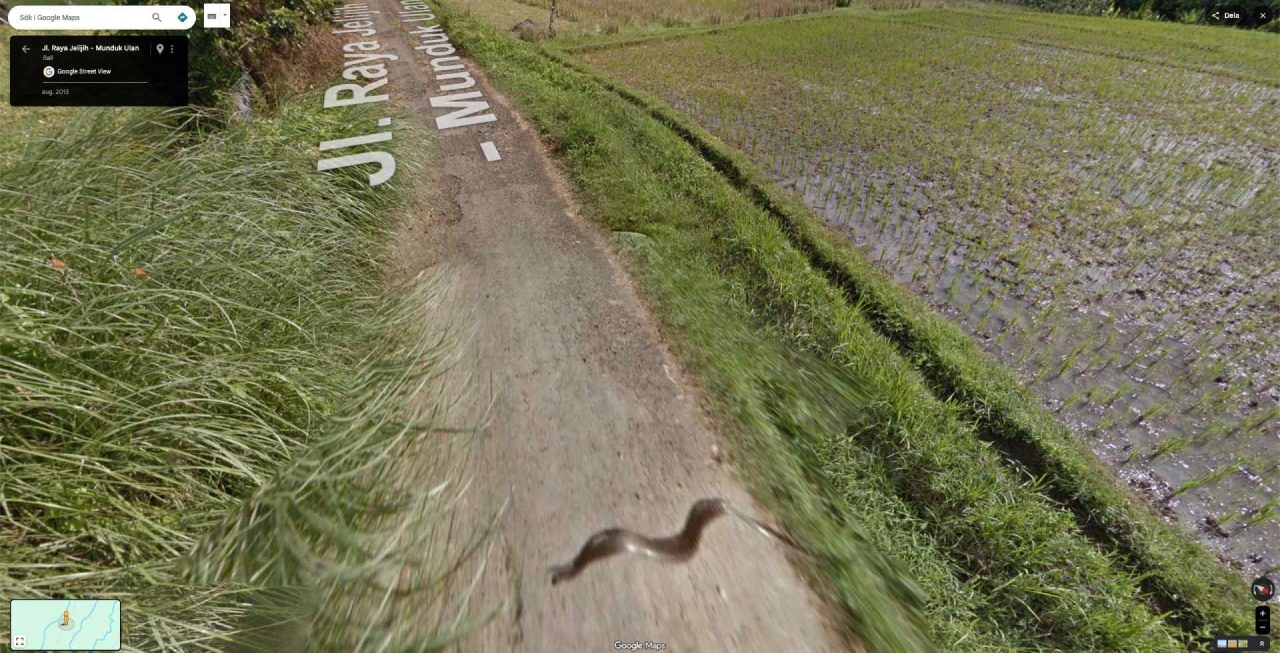 snake google maps street view